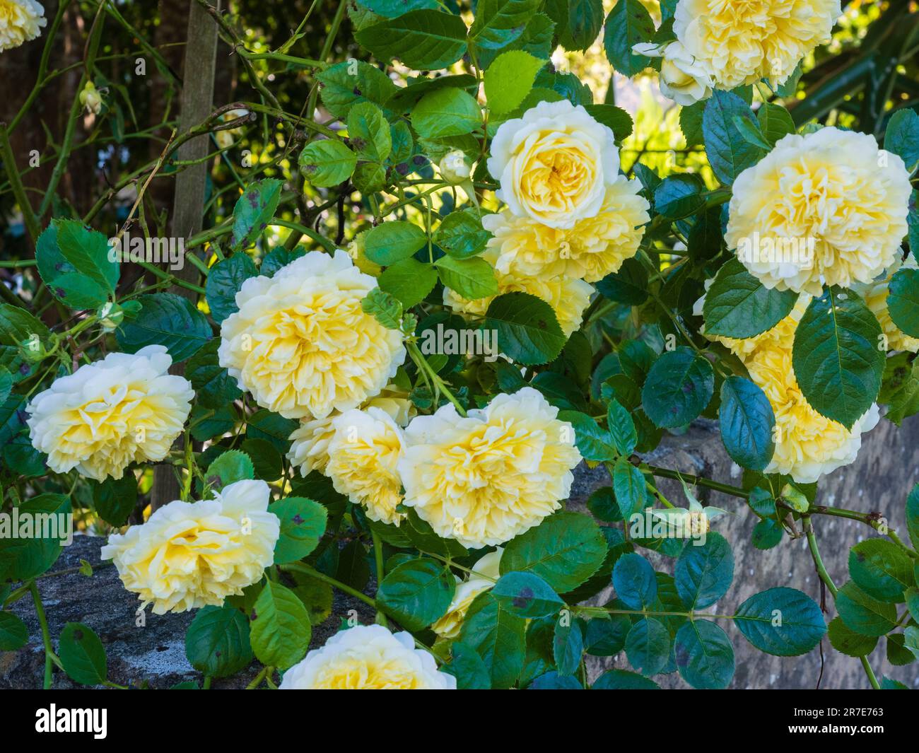 Scented, yellow flowers of the David Austen bred English rose, 'Graham Thomas' Stock Photo