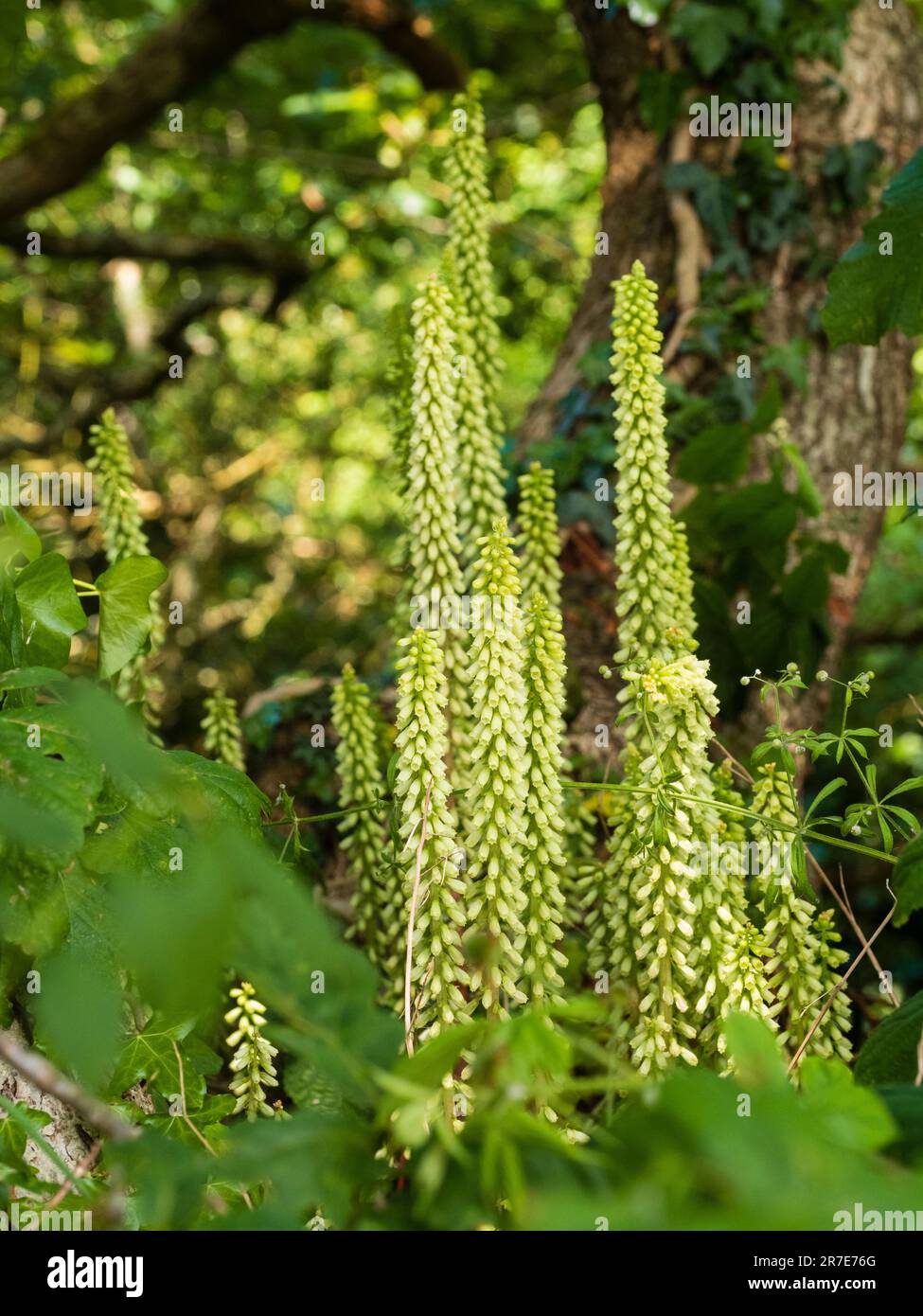Pale spikes of flowers of the UK succulent wildflower, Umbilicus rupestris, Navelwort Stock Photo