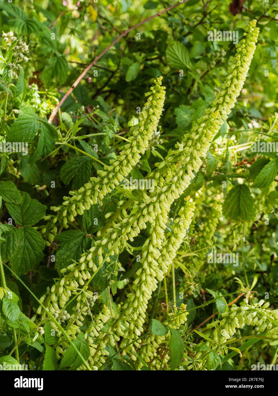 Pale spikes of flowers of the UK succulent wildflower, Umbilicus rupestris, Navelwort Stock Photo