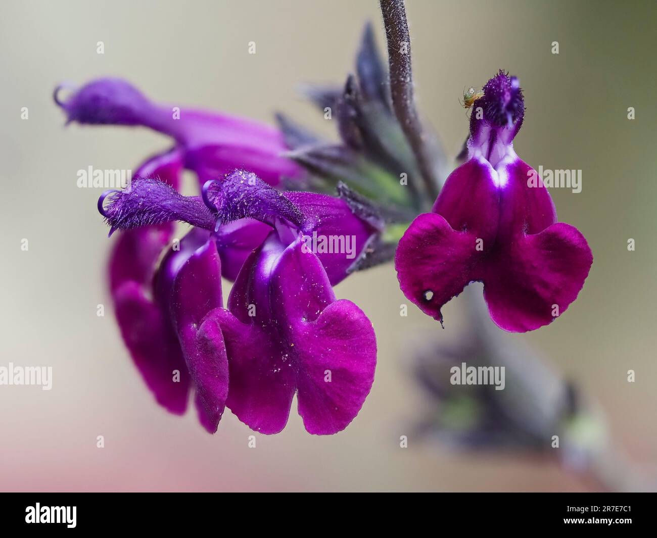 Flowers in the spike of the evergreen, half hardy sub shrub, Salvia 'Amethyst Lips' Stock Photo