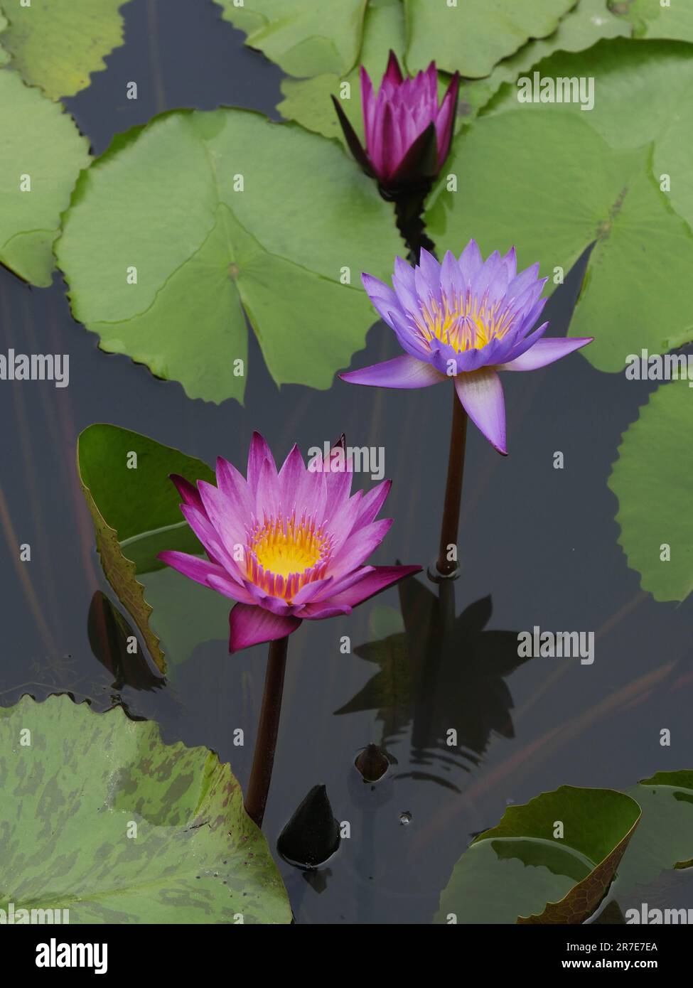 Water lily, Cambodia Stock Photo