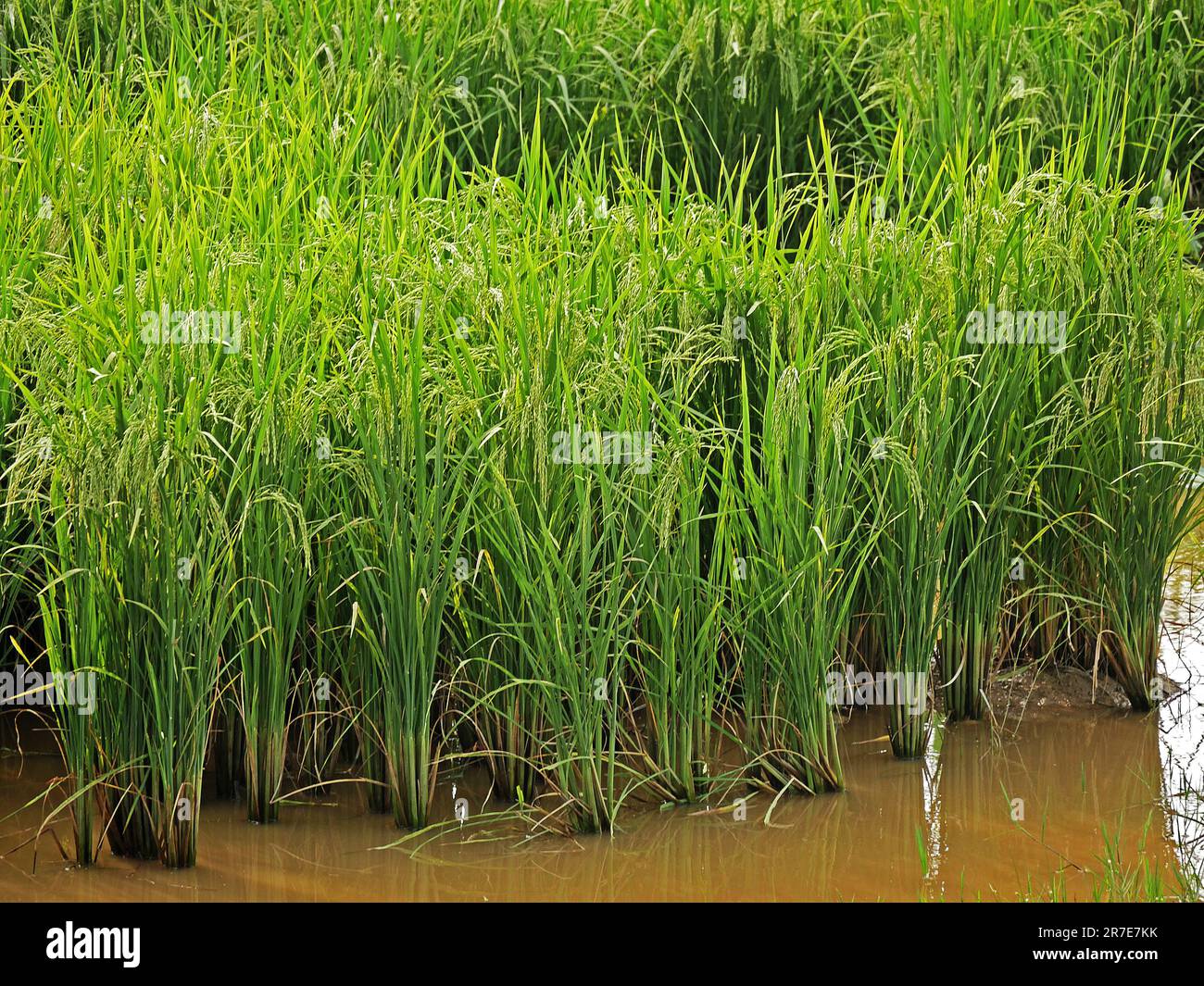 Rice Field, Seam Reap Province in Cambodia Stock Photo