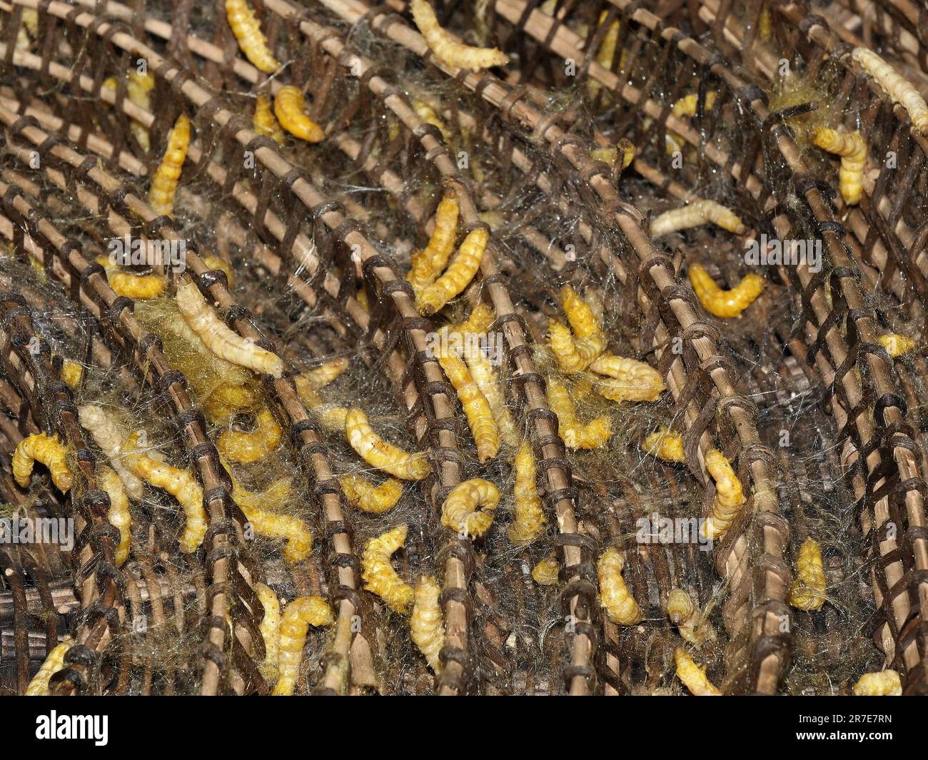 Seam Reap Province, Craft Industry, Silk work, Silkworms breeding, Cambodia Stock Photo