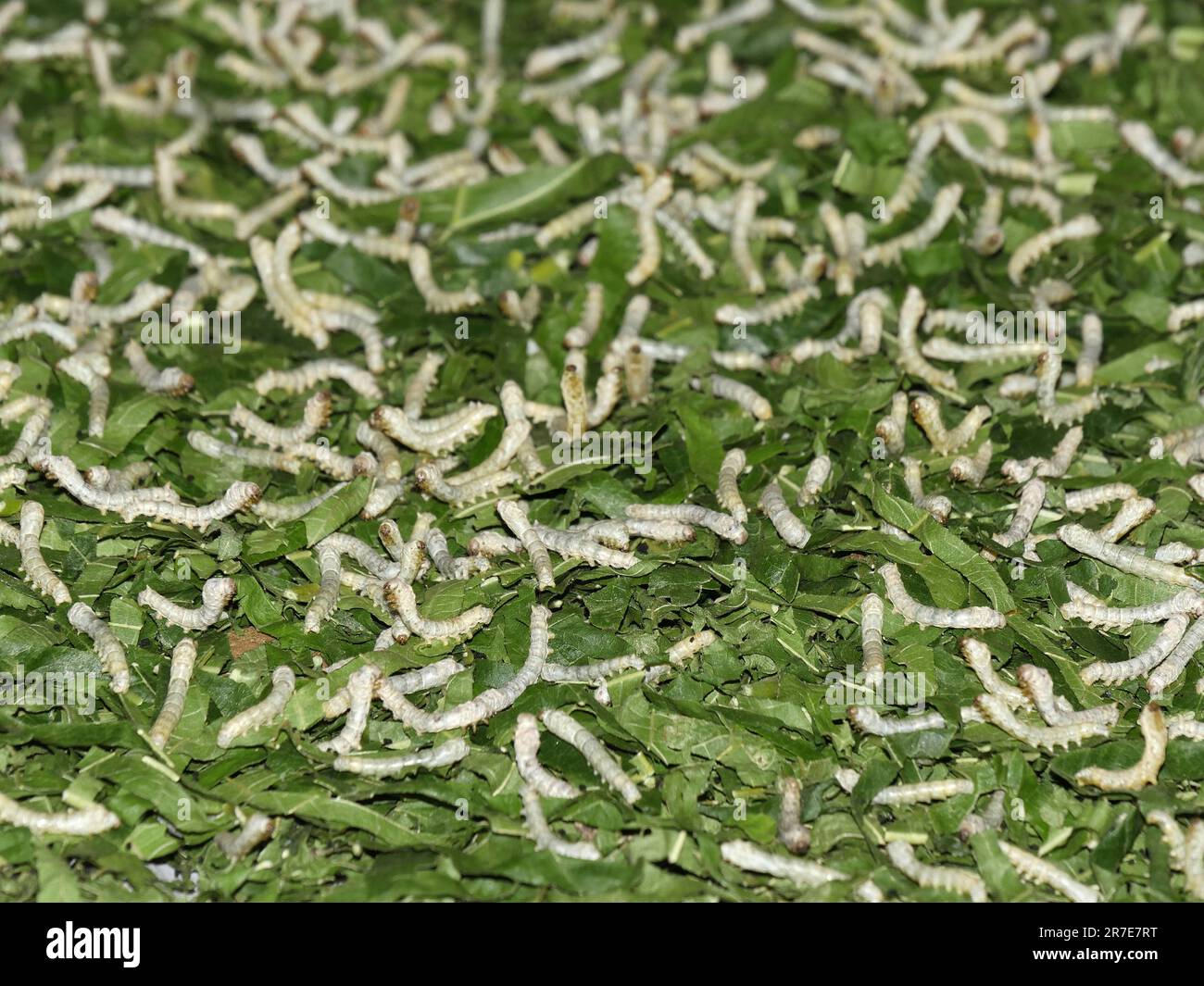 Seam Reap Province, Craft Industry, Silk work, Silkworms eating Leaves of Mulberry, Cambodia Stock Photo