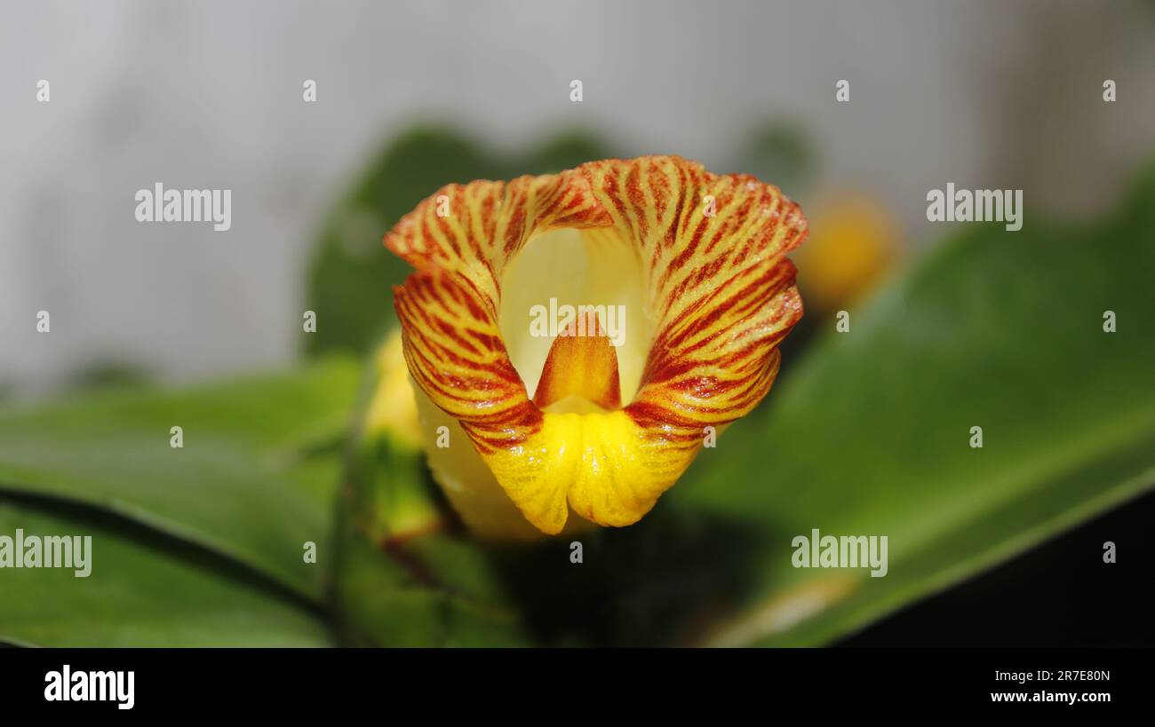 Closeup Canereed (Thebu) Flower Stock Image Stock Photo