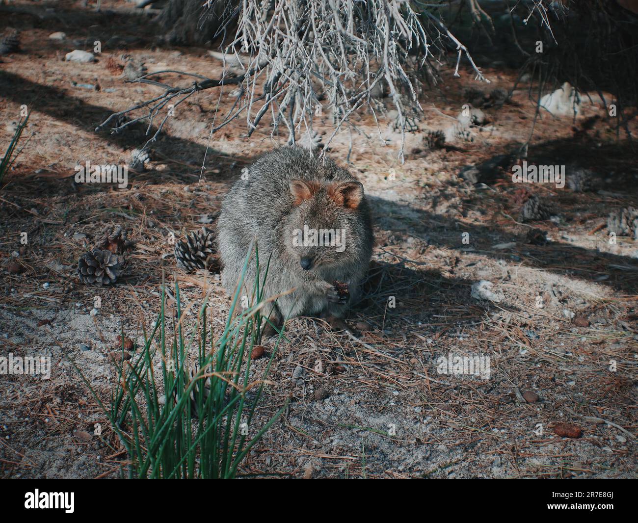 Quokka on Rottnest Island Western Australia Stock Photo Alamy