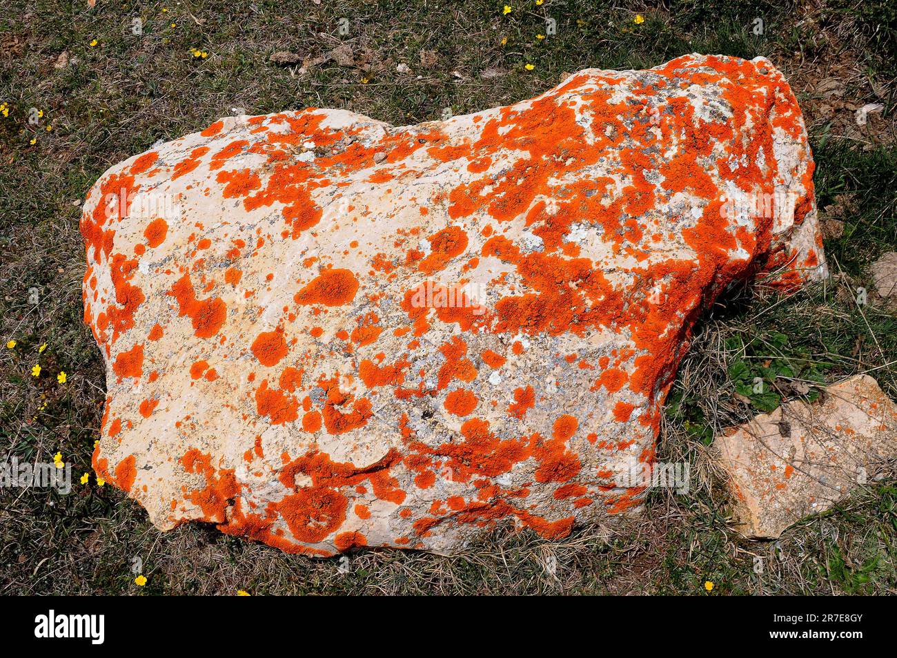 Orange lichen, orange wall lichen or sunburst lichen (Xanthoria aureola or Xanthoria calcicola). Teloschistaceae family. Coruna, Galicia, Spain, Europ Stock Photo