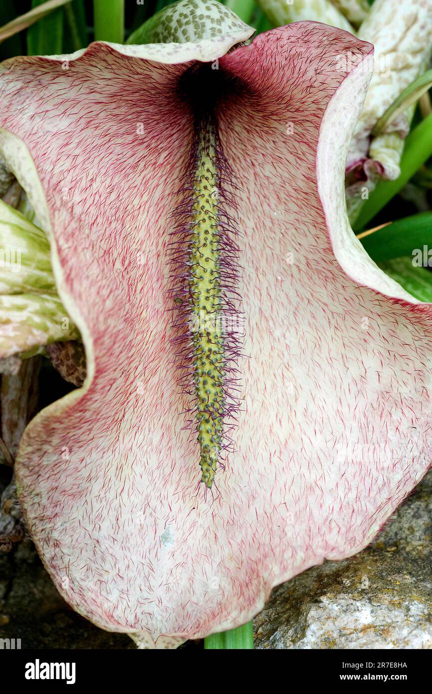 Dead horse arum lily (Helicodiceros muscivorus or Dracunculus