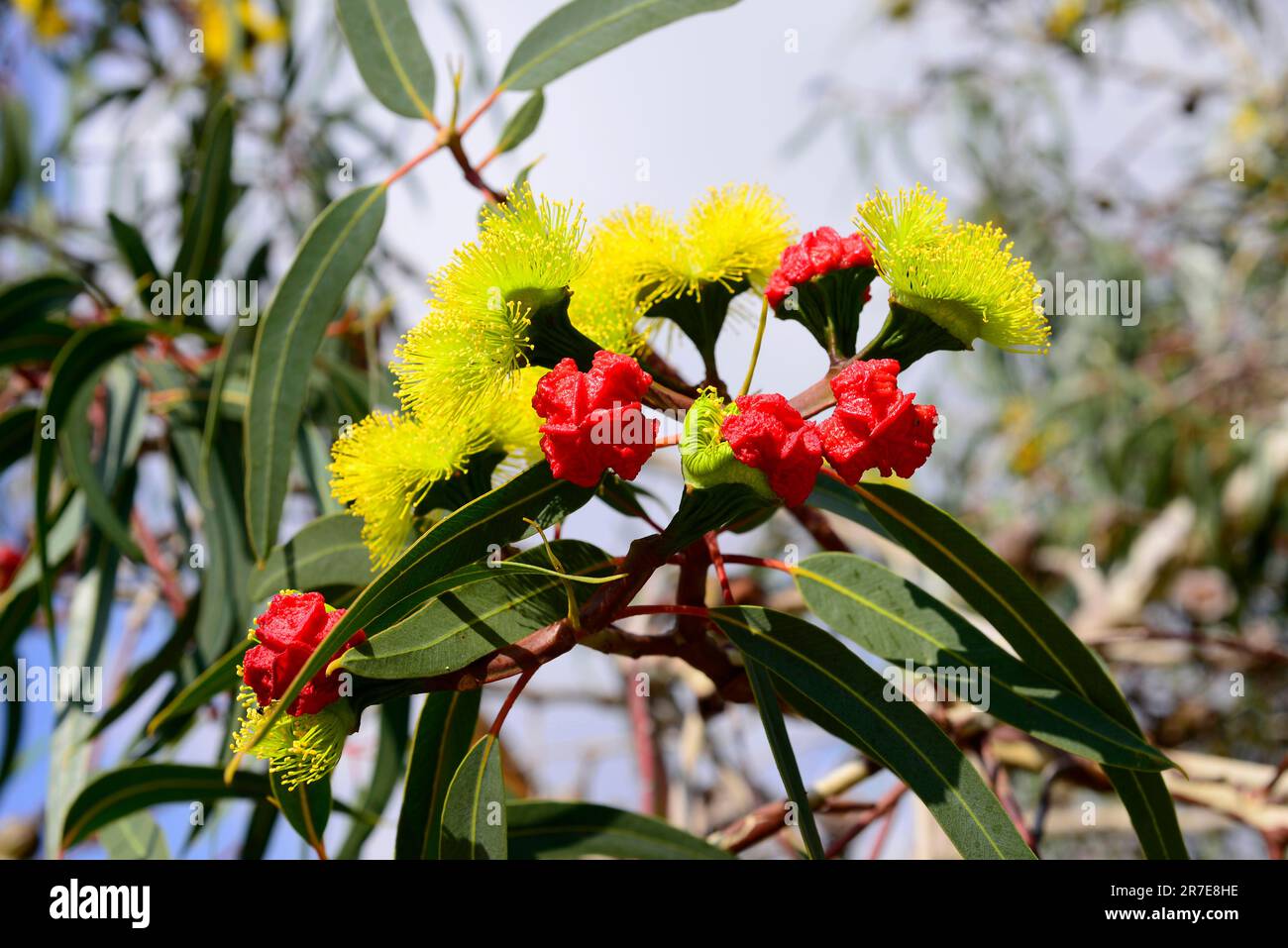 Illyarrye (Eucalyptus erythrocorys) is characterized for yours spectaculars yellow flowers covereds by a brigth-red operculum. Western Australia. Stock Photo