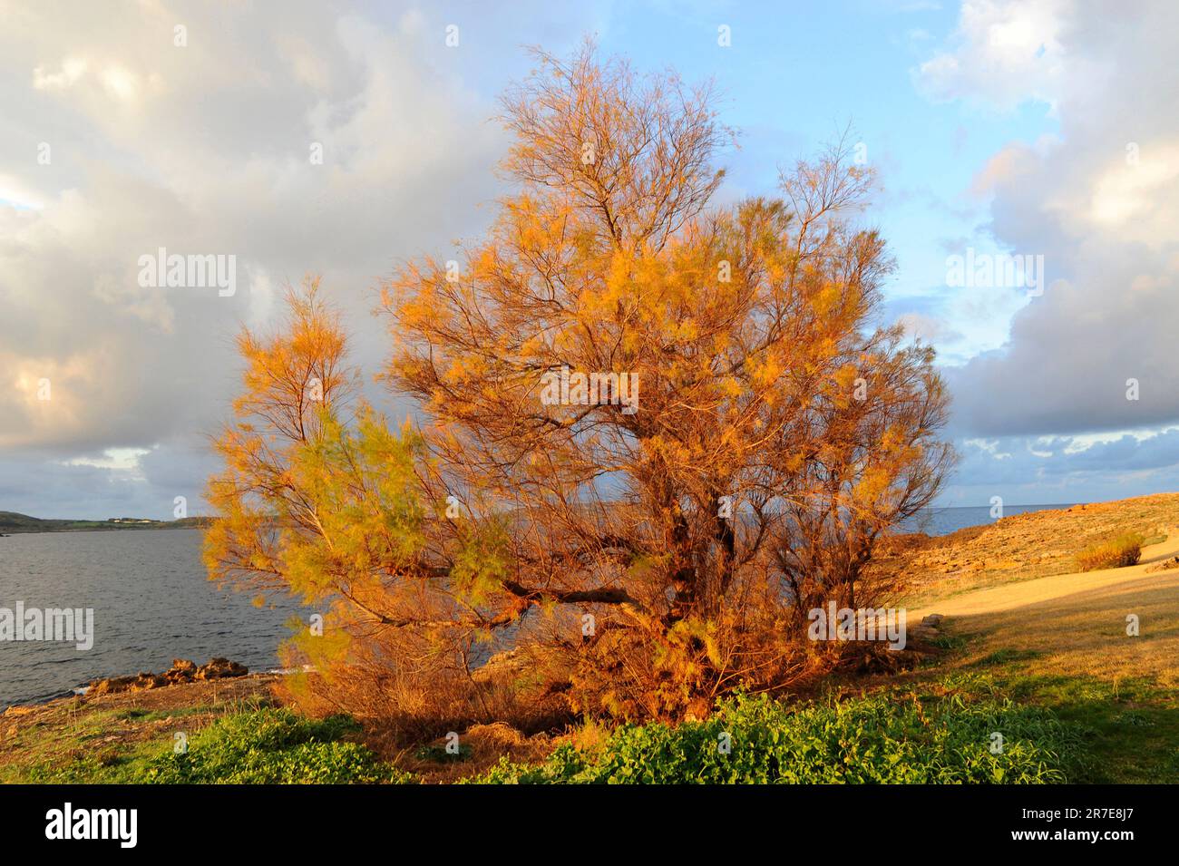 Tamarisk or salt cedar (Tamarix africana) is a bush or little tree with scale-like leaves. It tolerates salt well. Tamaricaceae family. This photo was Stock Photo