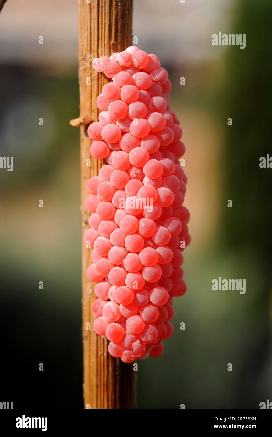 Apple snail eggs (Pomatia insularum or Pomatia maculata).  Apple snail eggs are toxics and accordingly exhibit a bright red colour. Gastropoa mollusk. Stock Photo