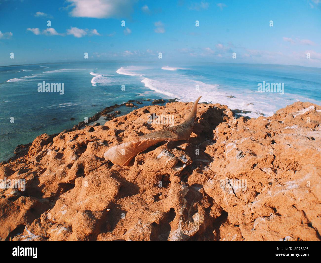 Horn on Dirk Hartog Island, Western Australia Stock Photo Alamy