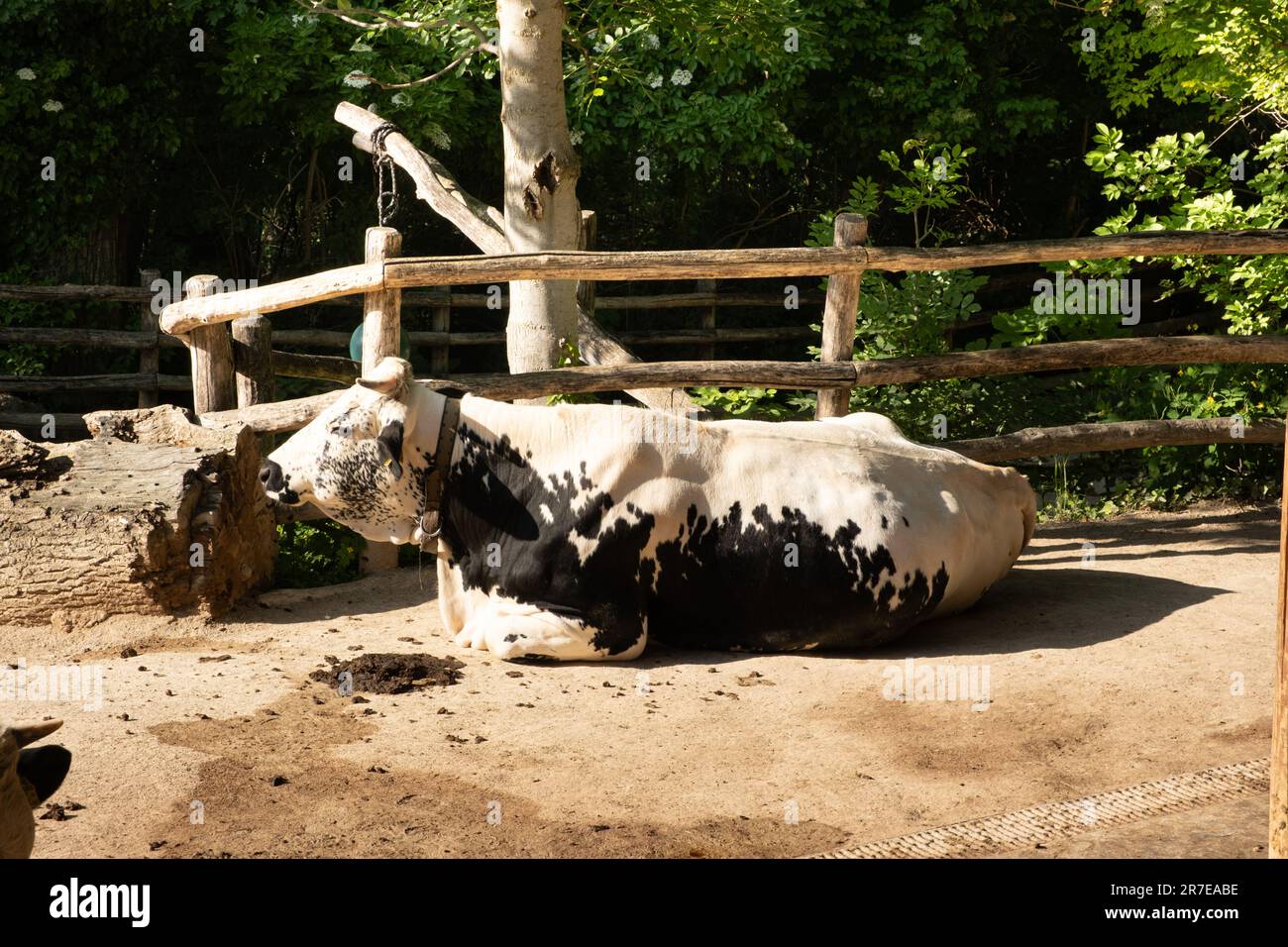 Black white cow in zoo hi-res stock photography and images - Alamy