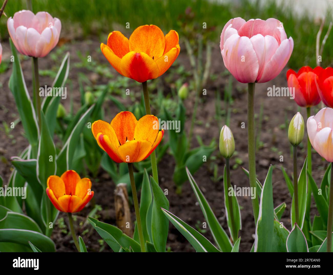 Red tulips in spring in the garden Stock Photo - Alamy