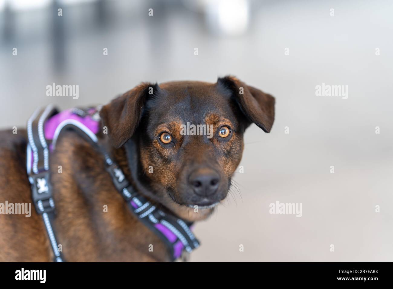 A hound dog wearing a purple collar and harness with its eyes closed Stock Photo