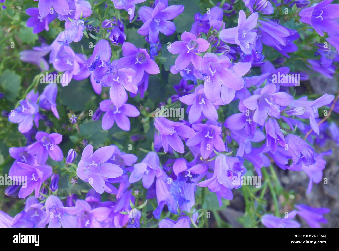 Campanula portenschlagiana tendenza blue, blue bellflower, growing in a garden, Szigethalom, Hungary Stock Photo