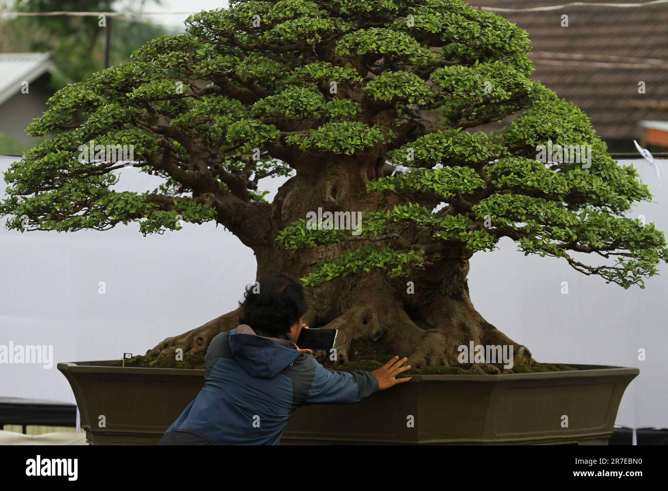 pinus watereri bonsai Pinus sylvestris watereri  Bonsai_sk