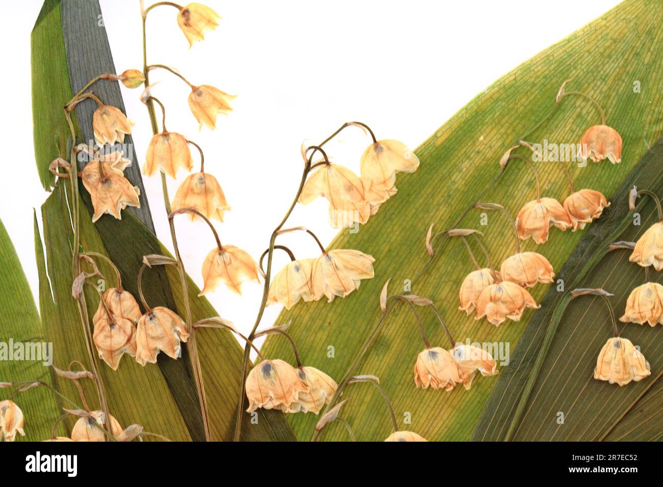 dried spring flower lily of the valley Stock Photo Alamy