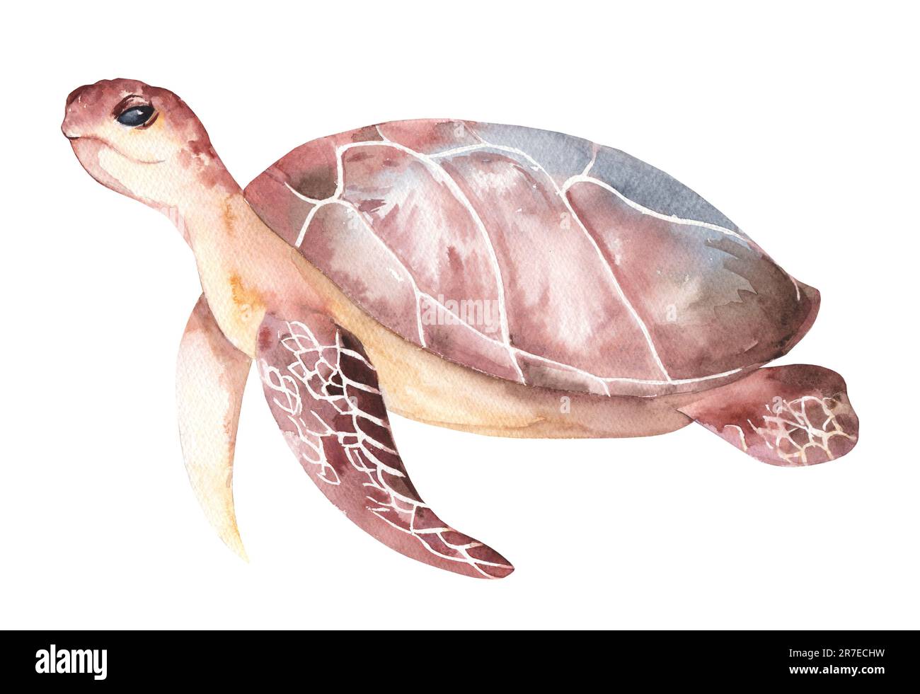 Realistic sea turtle illustration painted in watercolor. Image of sea creatures swimming in the underwater world. Amphibious reptile isolated on white Stock Photo