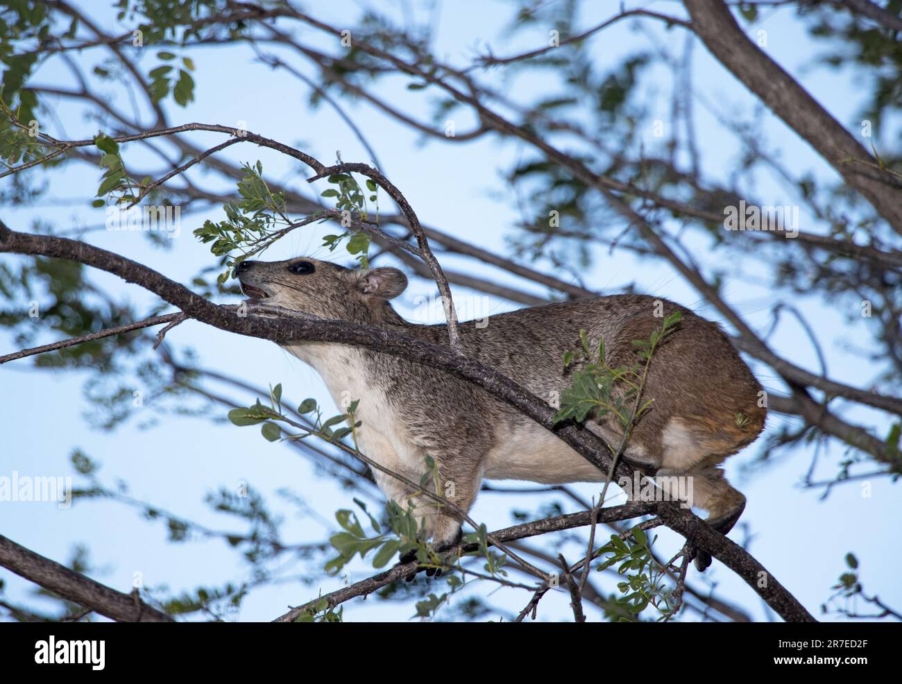 A Bush Hyrax browses precariously up in the branches of a tall tree. They prefer tough leaved trees which probably reduces competition with others. Stock Photo