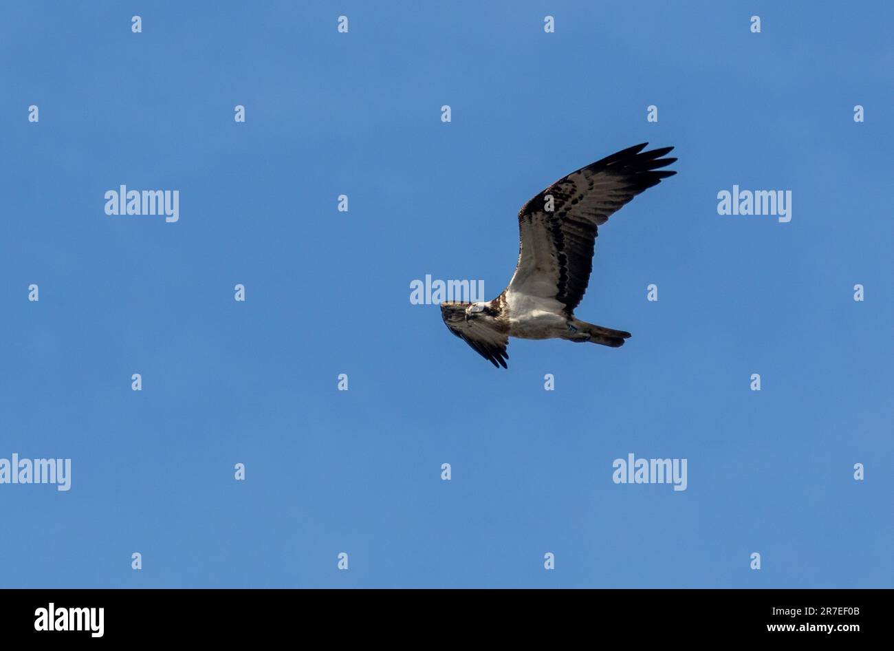 An osprey flying in the blue sky Stock Photo - Alamy