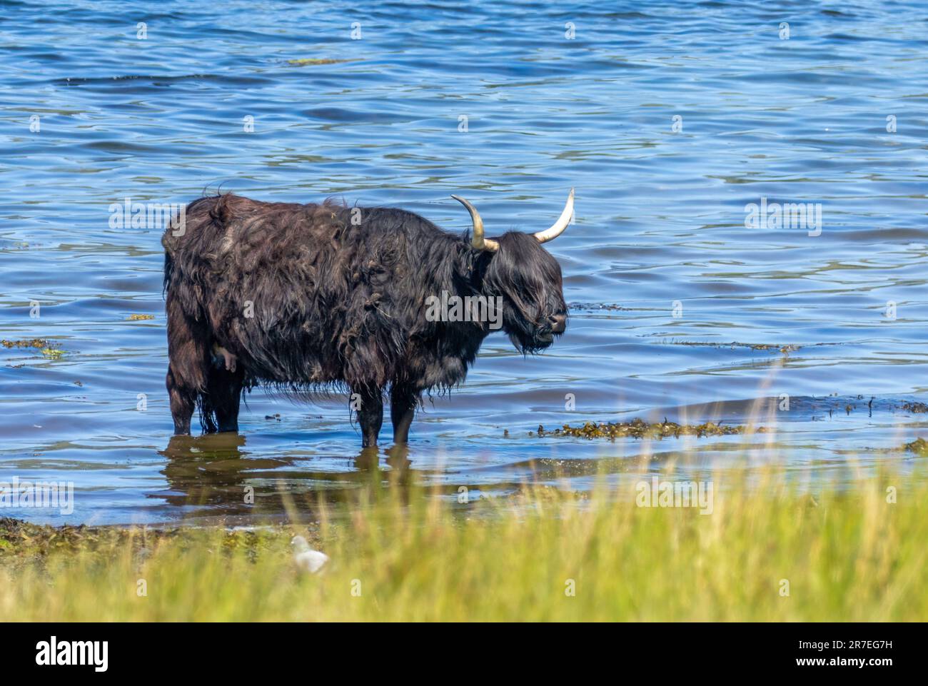Highland cow in black hi-res stock photography and images - Alamy
