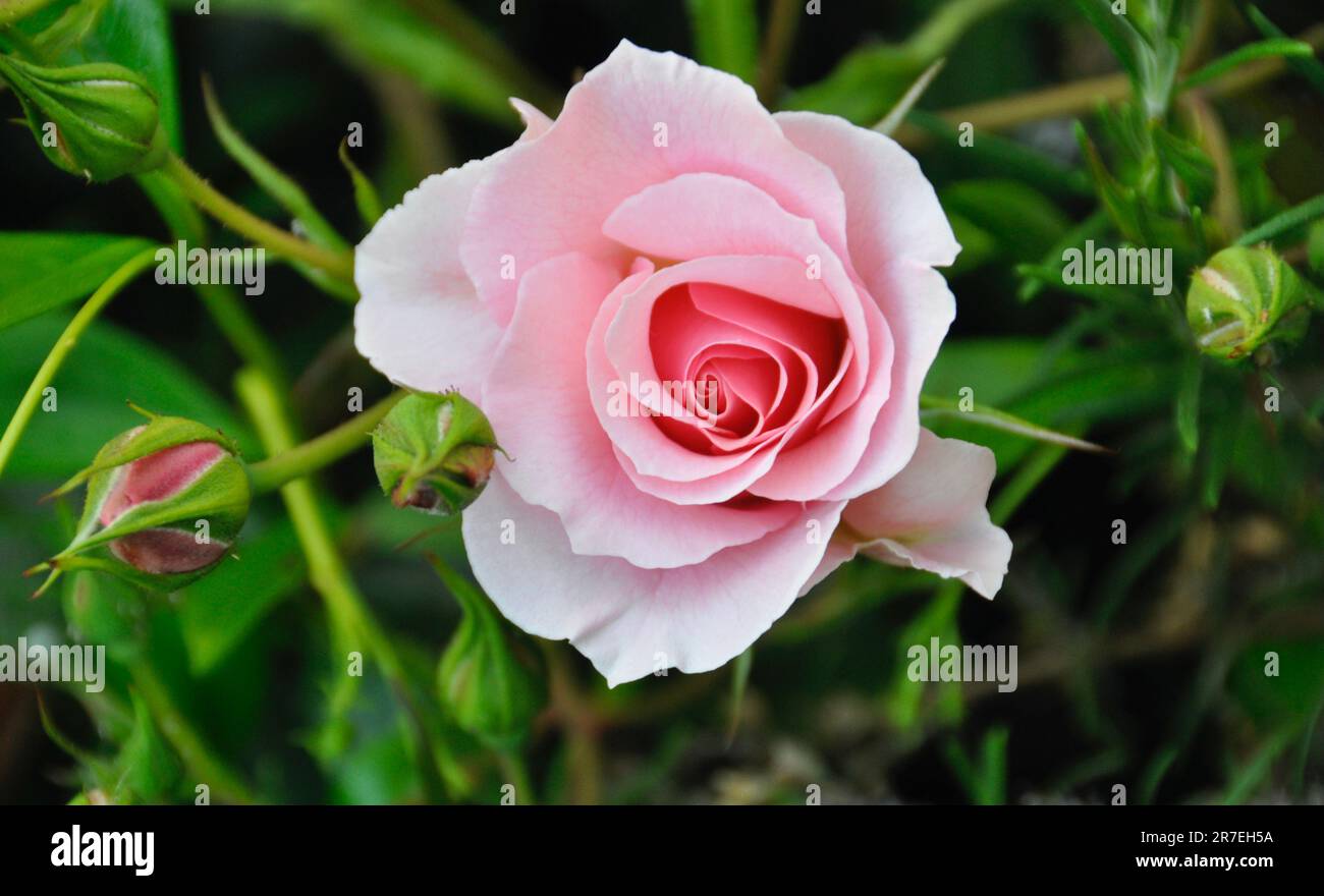 Happy retirement rose hi-res stock photography and images - Alamy