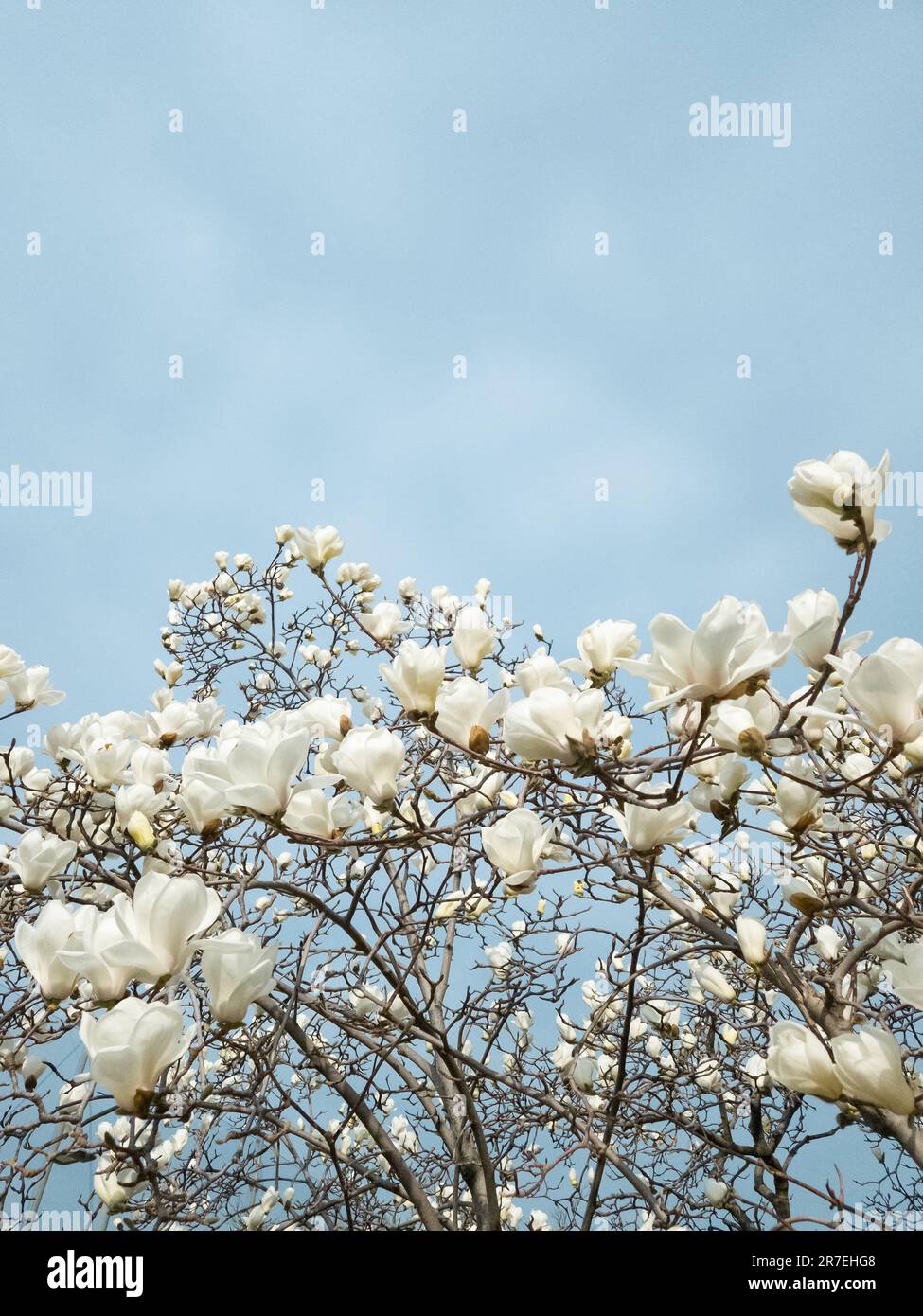 Beautiful flowers of white Magnolia kobus on the blue sky background ...