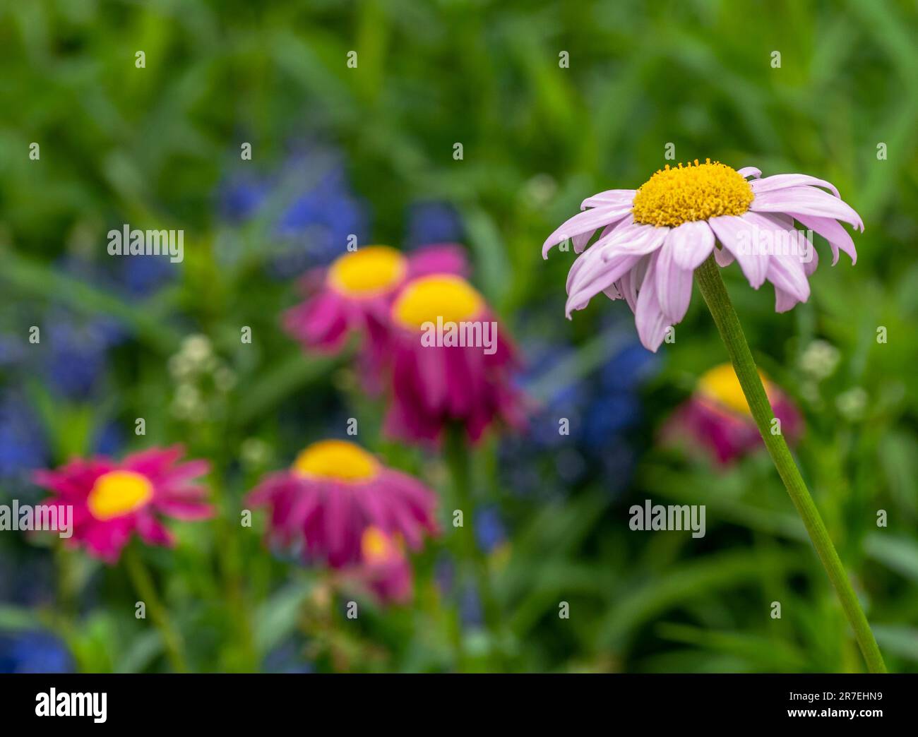 Single pink daisy alongside other garden flowers Stock Photo