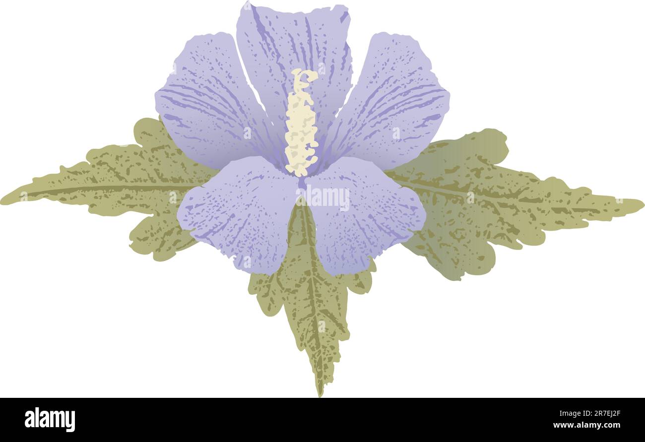 Mauve hibiscus flower with grunge shading isolated on white background. Stock Vector