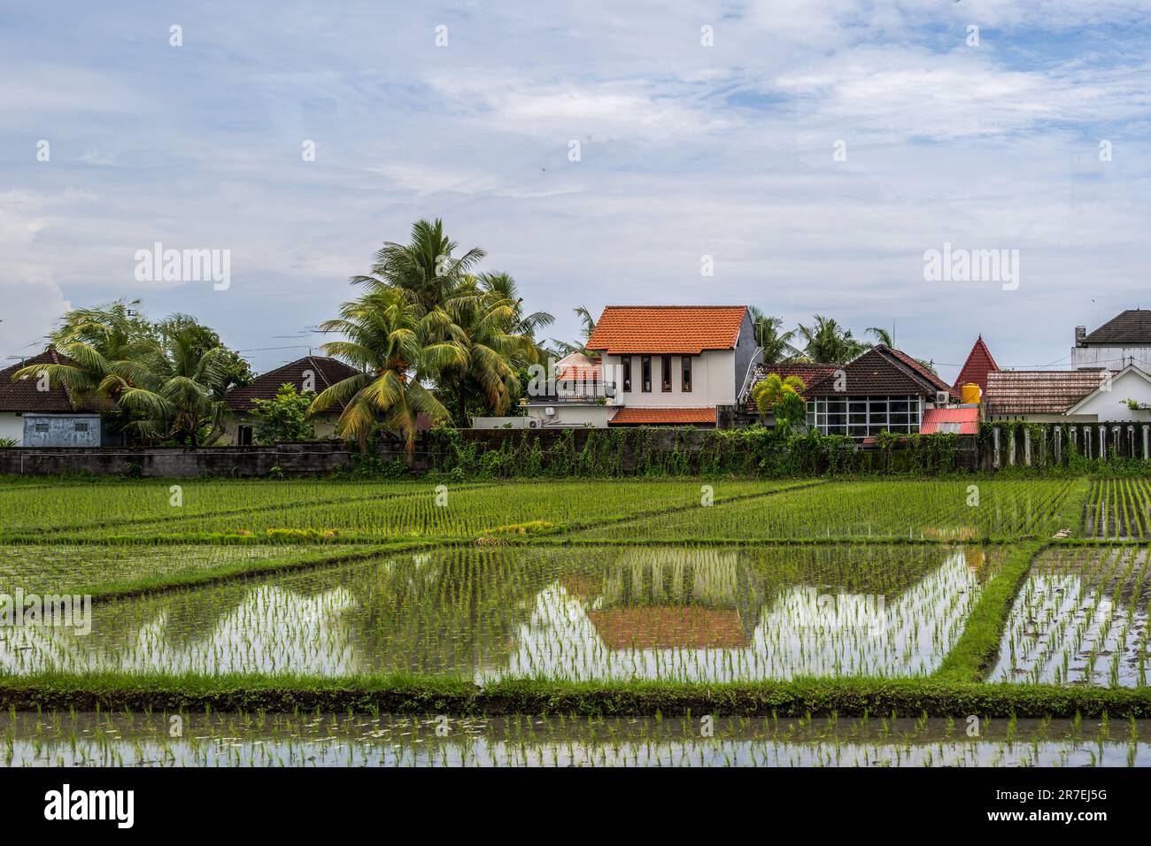 Live Off Rice A photo of walled off rice paddies that can be seen behind peoples ...