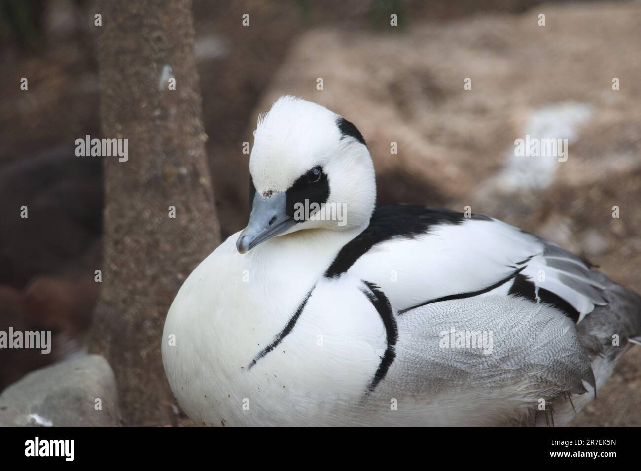 A small Smew perched on the ground, looking ahead with its beady eyes Stock Photo