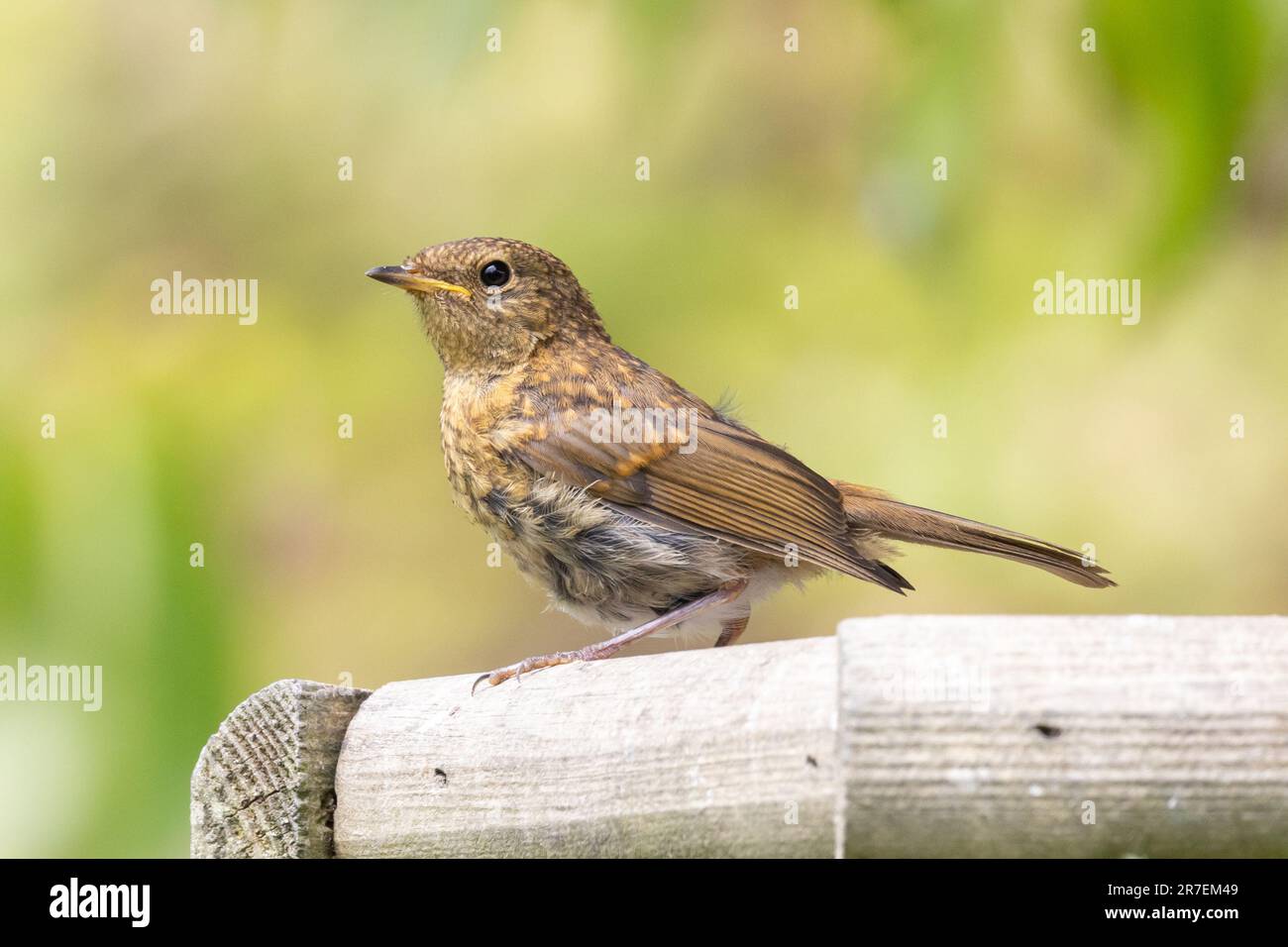 A fledgling Robin, Erithacus rubecula, sits on a bird table. Young