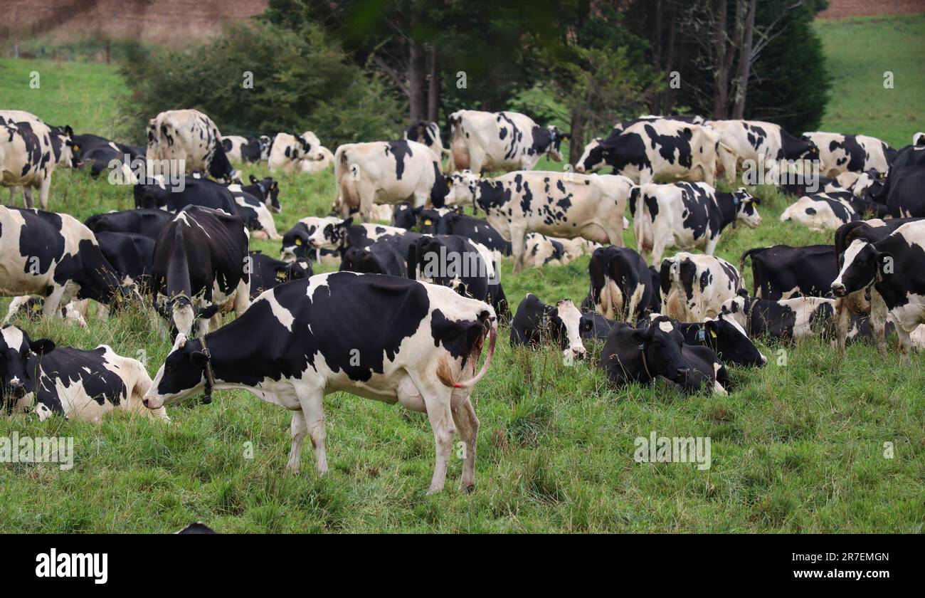 Black white cows in grassy hi-res stock photography and images - Alamy