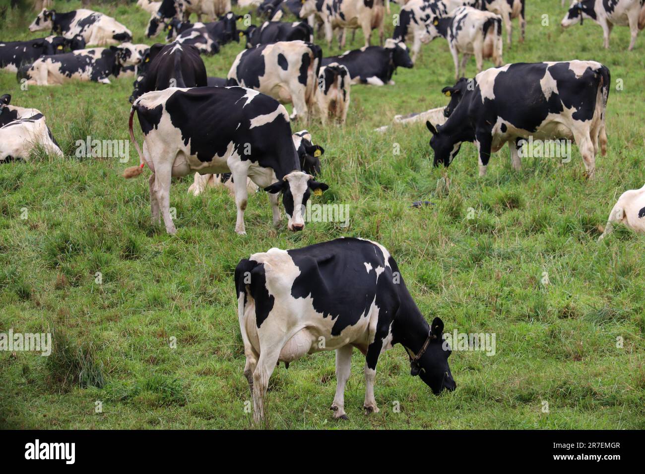 A herd of black and white cows grazing in an open grassy field Stock ...