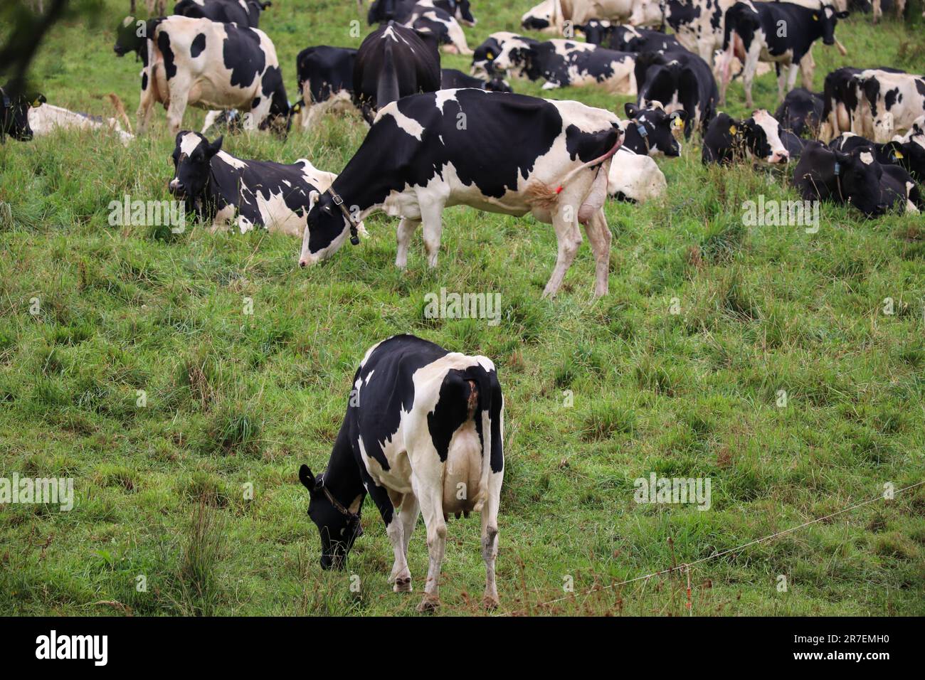 Black white cows in grassy hi-res stock photography and images - Alamy