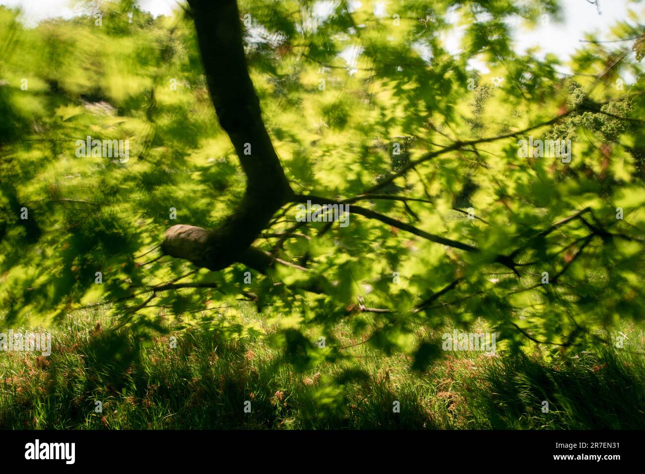 A branch of a tree in full leaf on Hampstead heath, London. A windy day, the bright green leaves are being blown about and are a blur Stock Photo