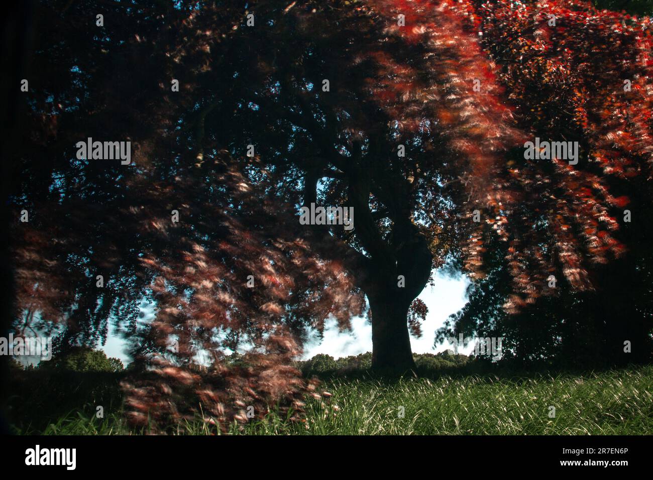 The leaves on a copper beech tree turn to a blur on a windy day on Hampstead Heath, London Stock Photo