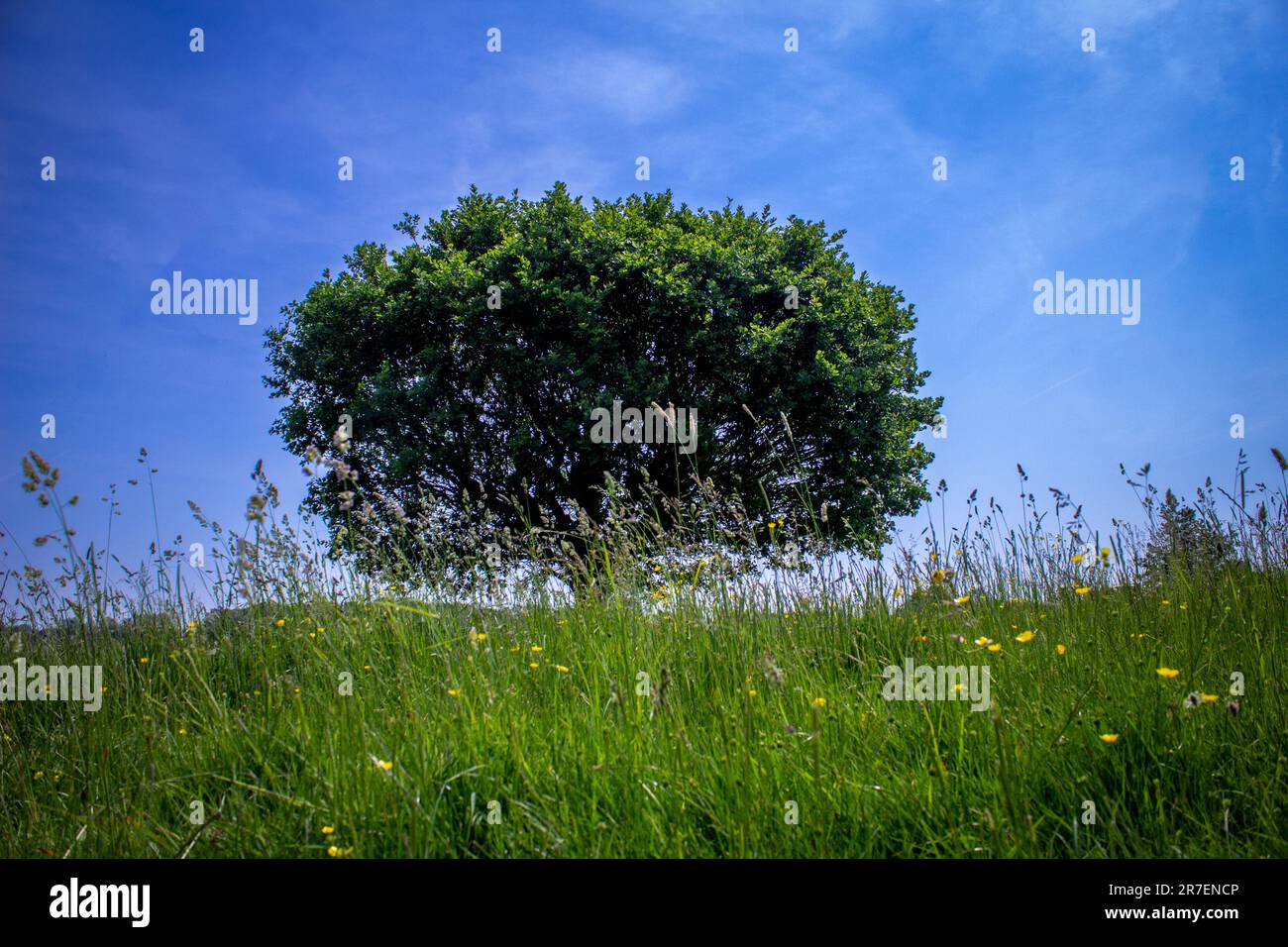 A perfectly oval  shaped oak tree in full leaf viewed from low down across grass and meadow land against a blue sky with wispy white clouds Stock Photo