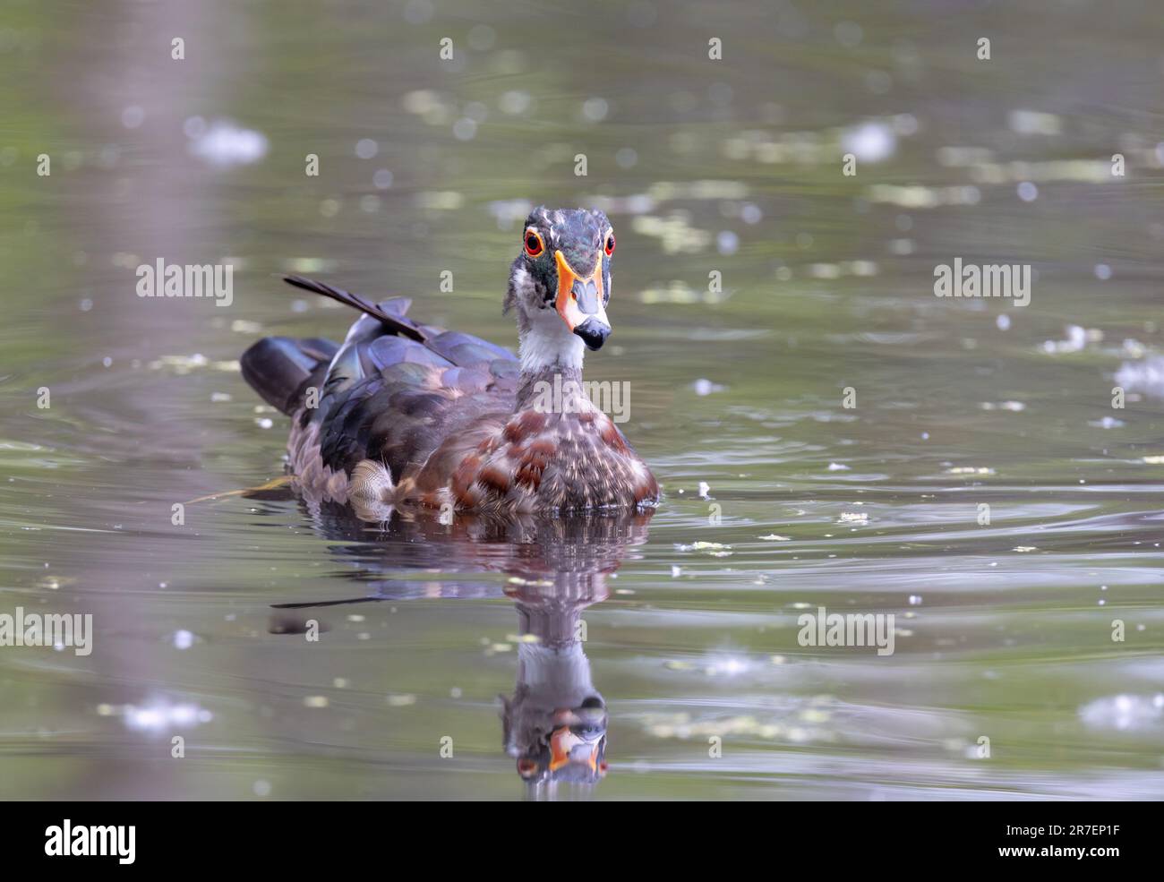 Closeup of a molting Wood duck Aix sponsa swimming in a pond in Ottawa, Canada Stock Photo