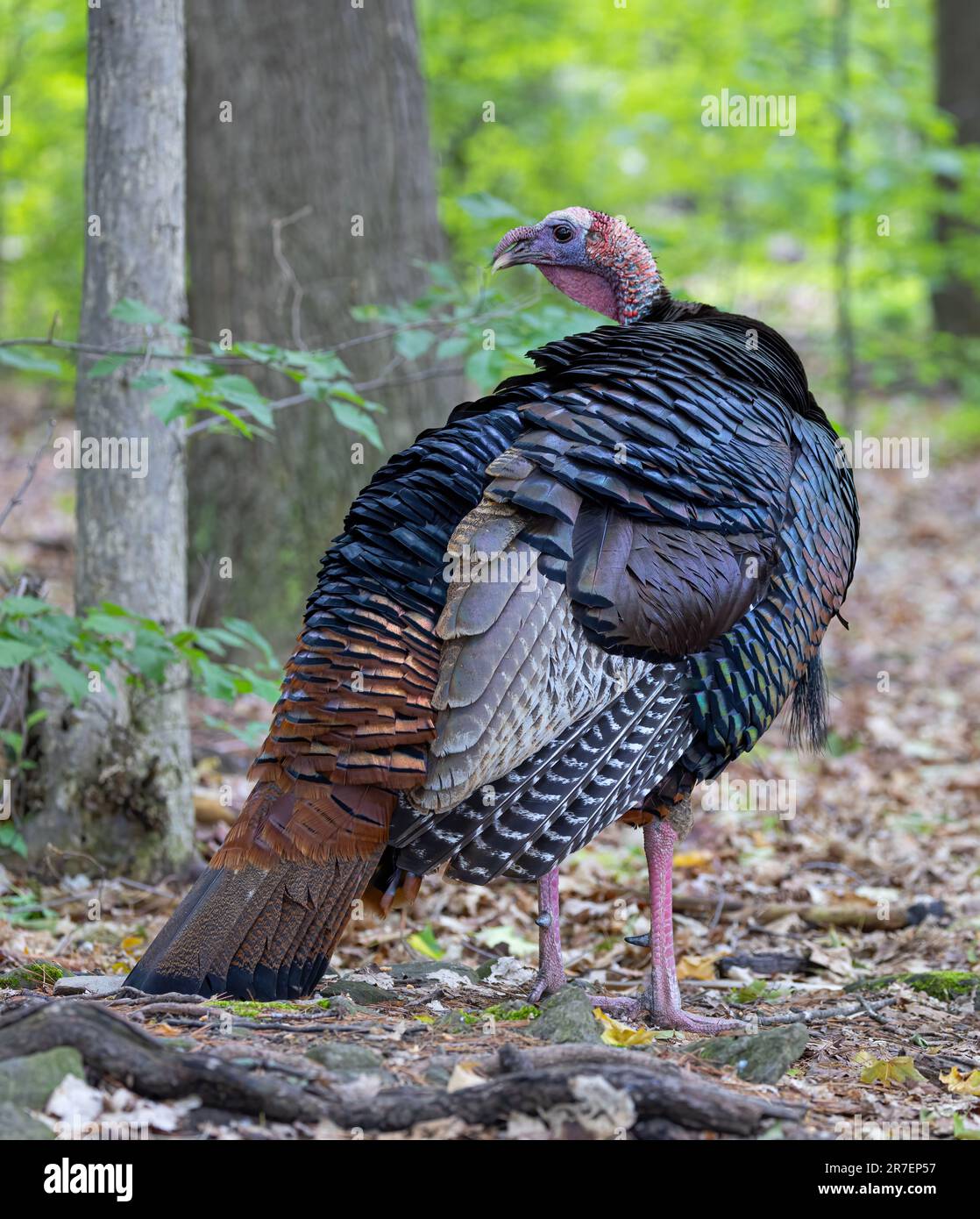 Eastern male Wild Turkey tom (Meleagris gallopavo) strutting with tail feathers in fan through the forest in Canada Stock Photo