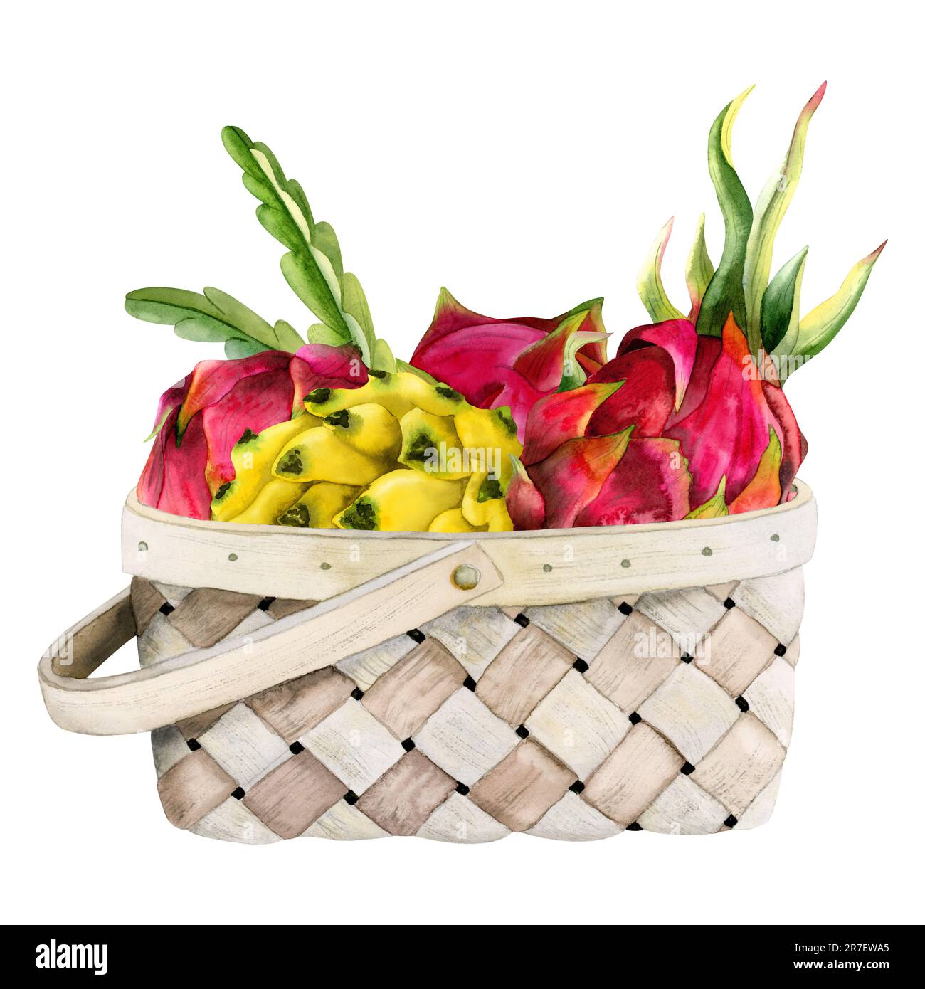 Red pink and yellow dragon fruits with leaves in wicker basket watercolor illustration. Pitaya harvest Stock Photo