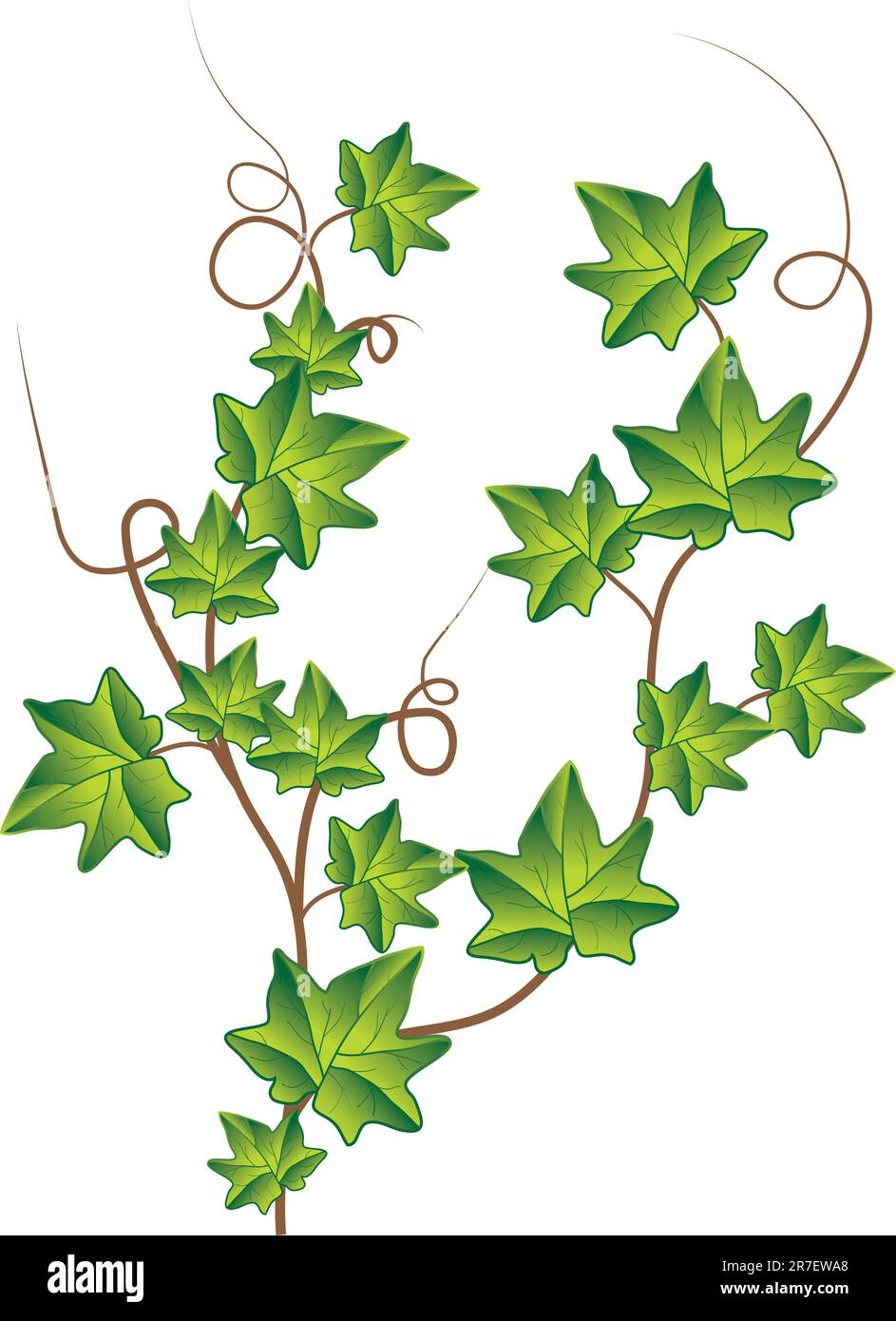 Green ivy. Vector Illustration Green ivy. Vector Illustration Stock