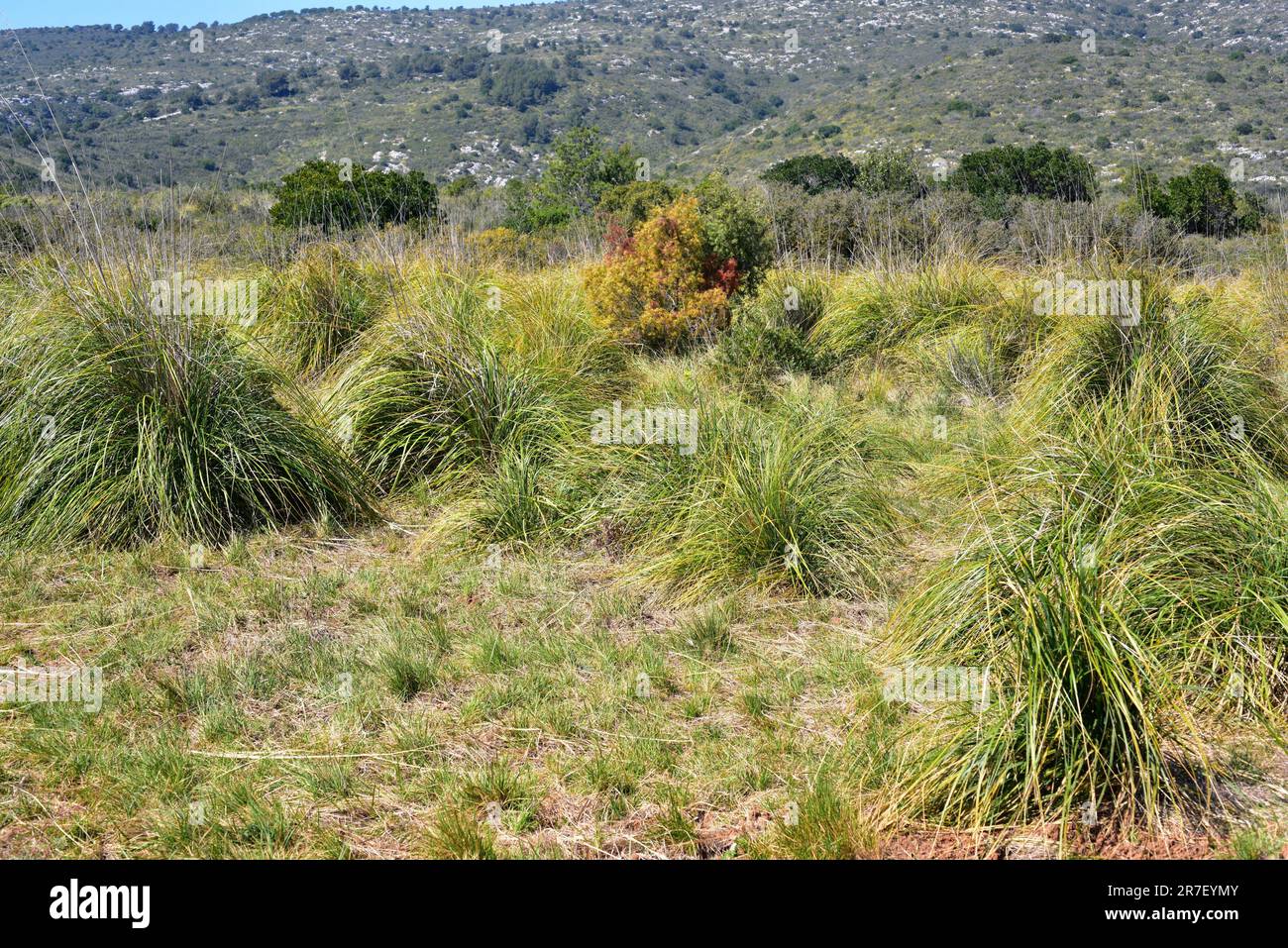 Ampelodesmos mauritanica hi-res stock photography and images - Alamy
