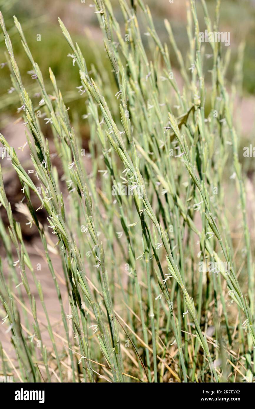 Sand couch-grass (Elymus farctus, Thinopyrum junceum or Agropyron junceum) is a perennial herb native to Eurasia coasts. Flowers detail. This photo Stock Photo