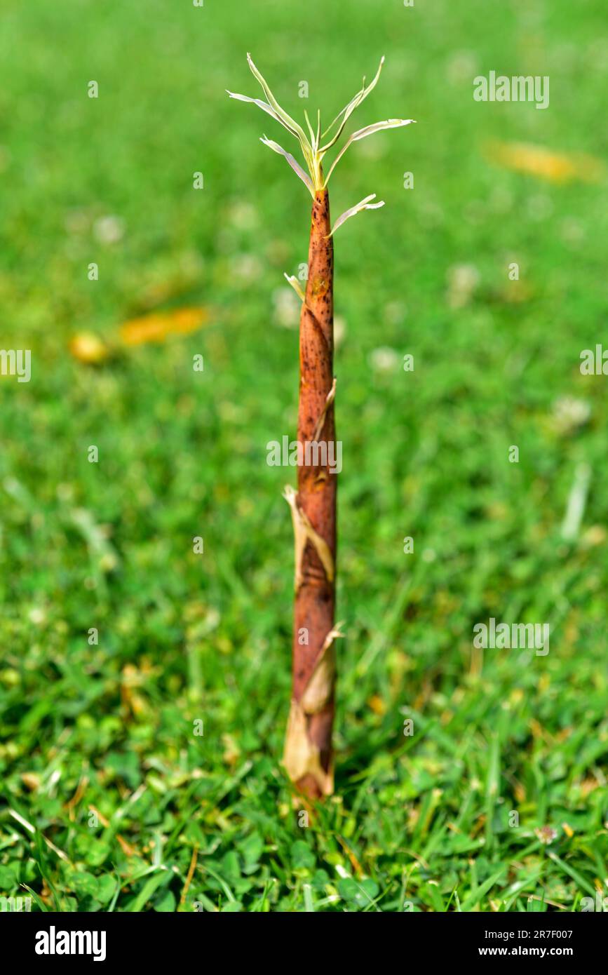 Bamboo shoot (Phyllostachys bambusoides). This photo was taken in