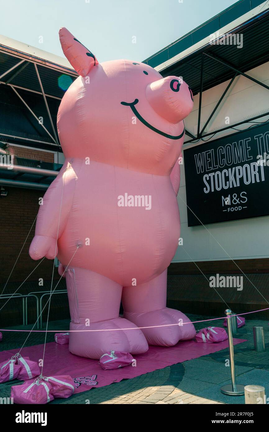 Giant Inflatable Percy Pig, At the Opening of Marks and Spencer's  Food, Stockport Stock Photo