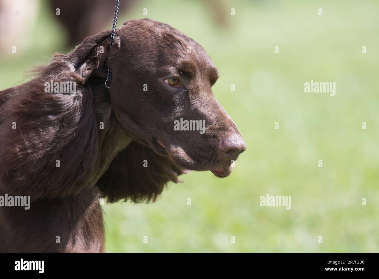 Field Spaniel close-up portrait in profile view Stock Photo