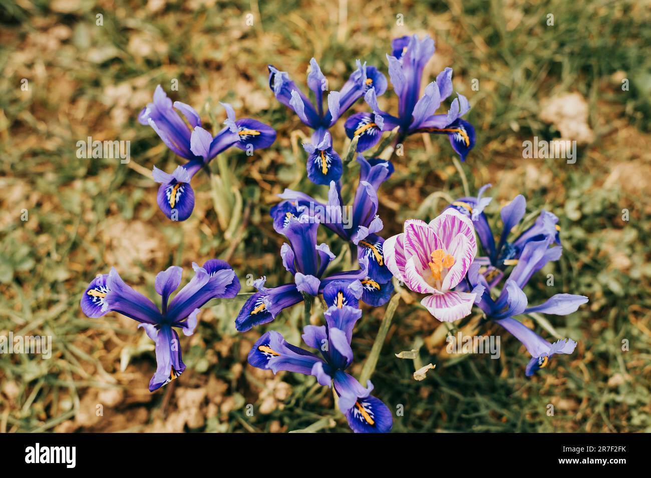 Violet iris flower growing in nature, summer seasonal floral background Stock Photo