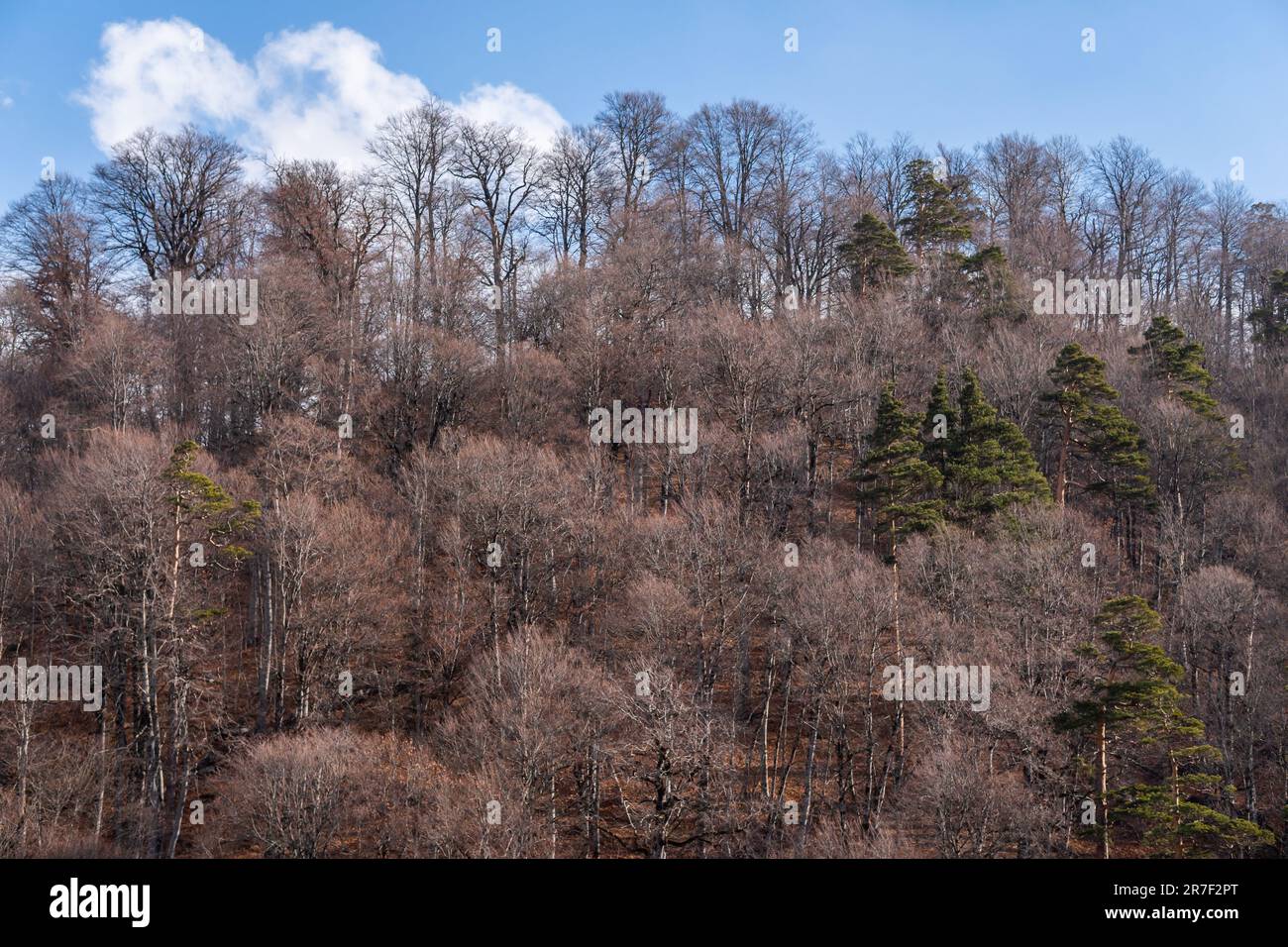 Melting snow in the winter forest Stock Photo